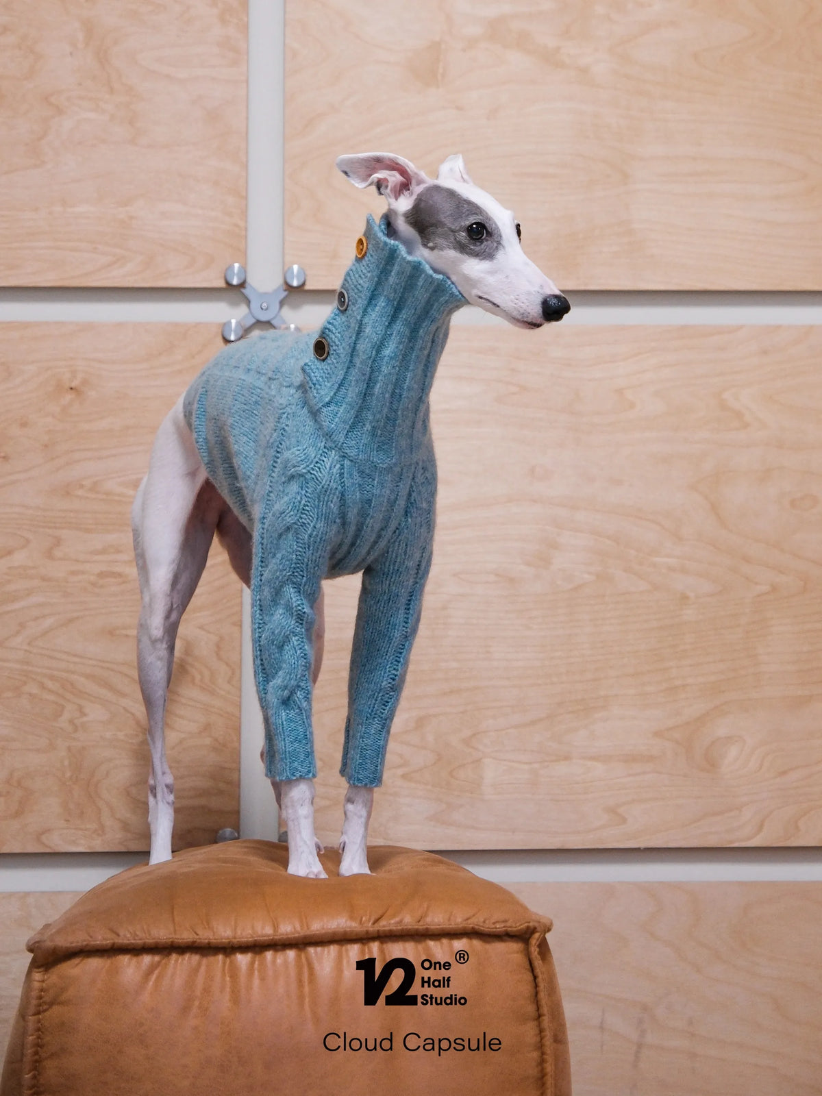 Whippet in a turquoise turtleneck sweater on a pouf