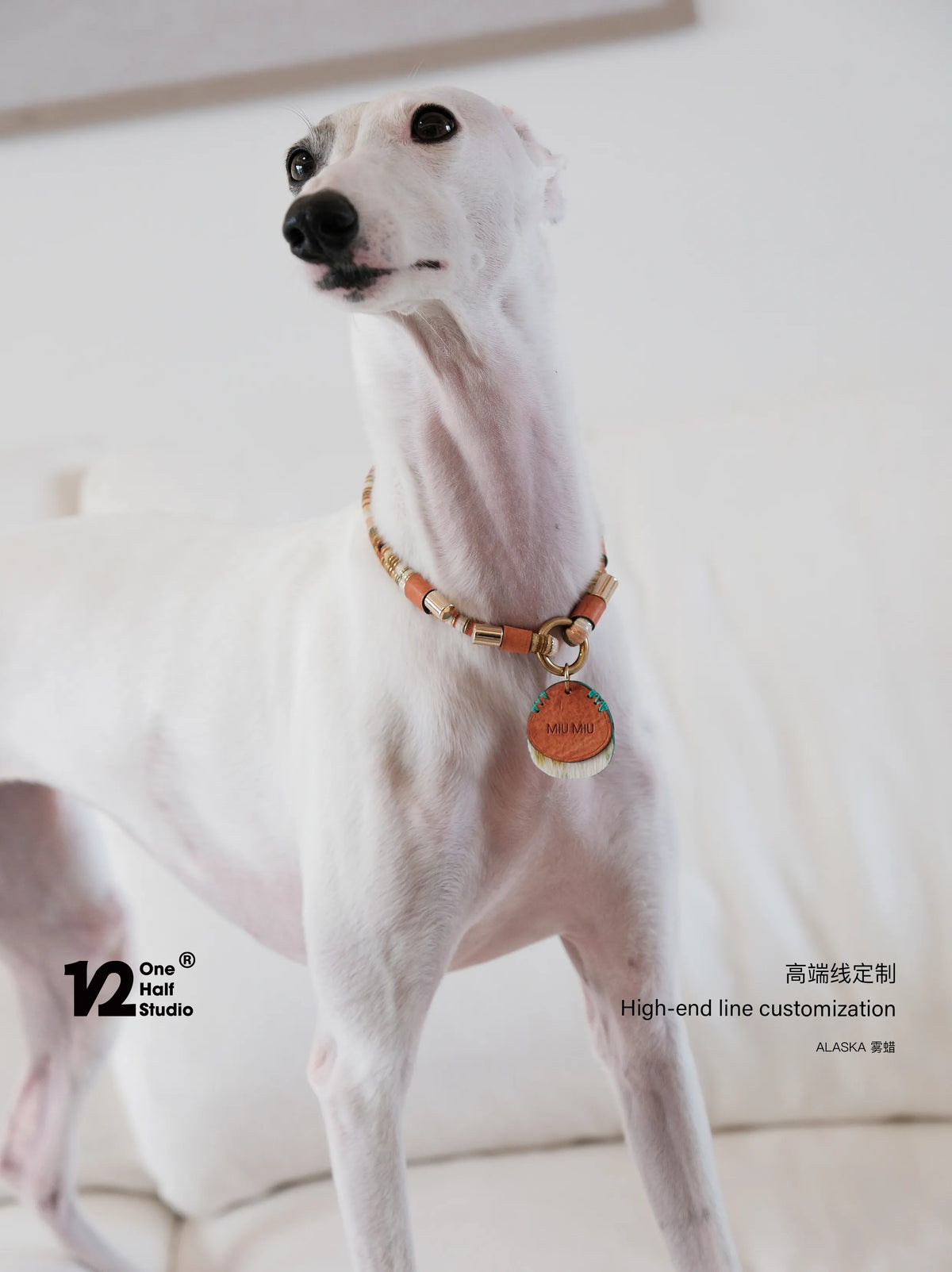 Whippet in a beaded collar with an orange name tag