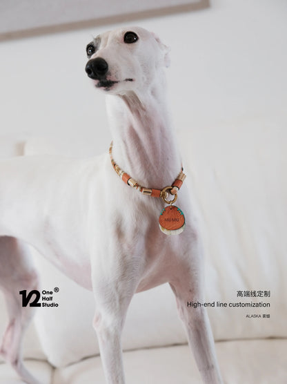 Whippet in a beaded collar with an orange name tag