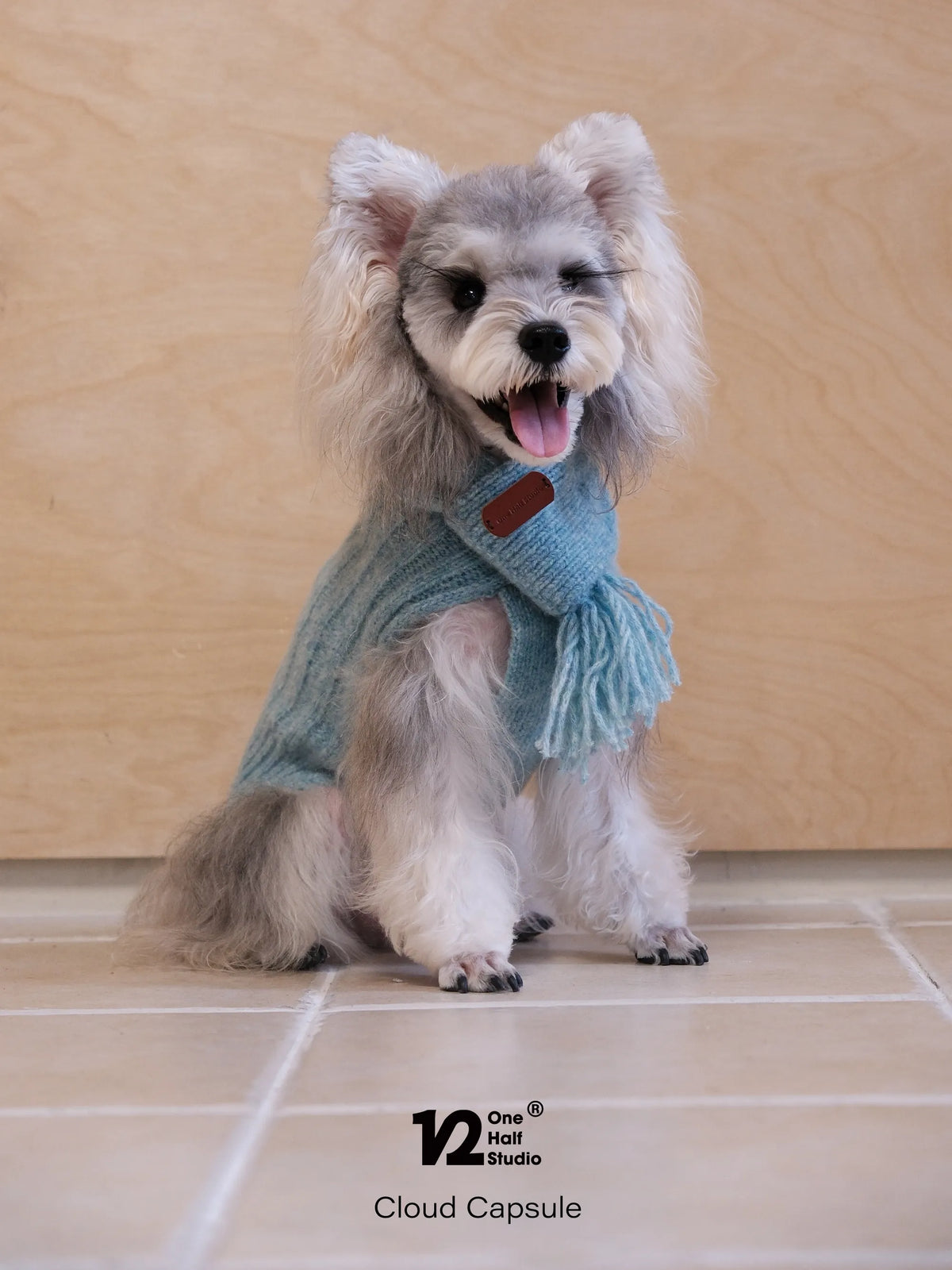 Schnauzer in a blue sleeveless cable knit sweater