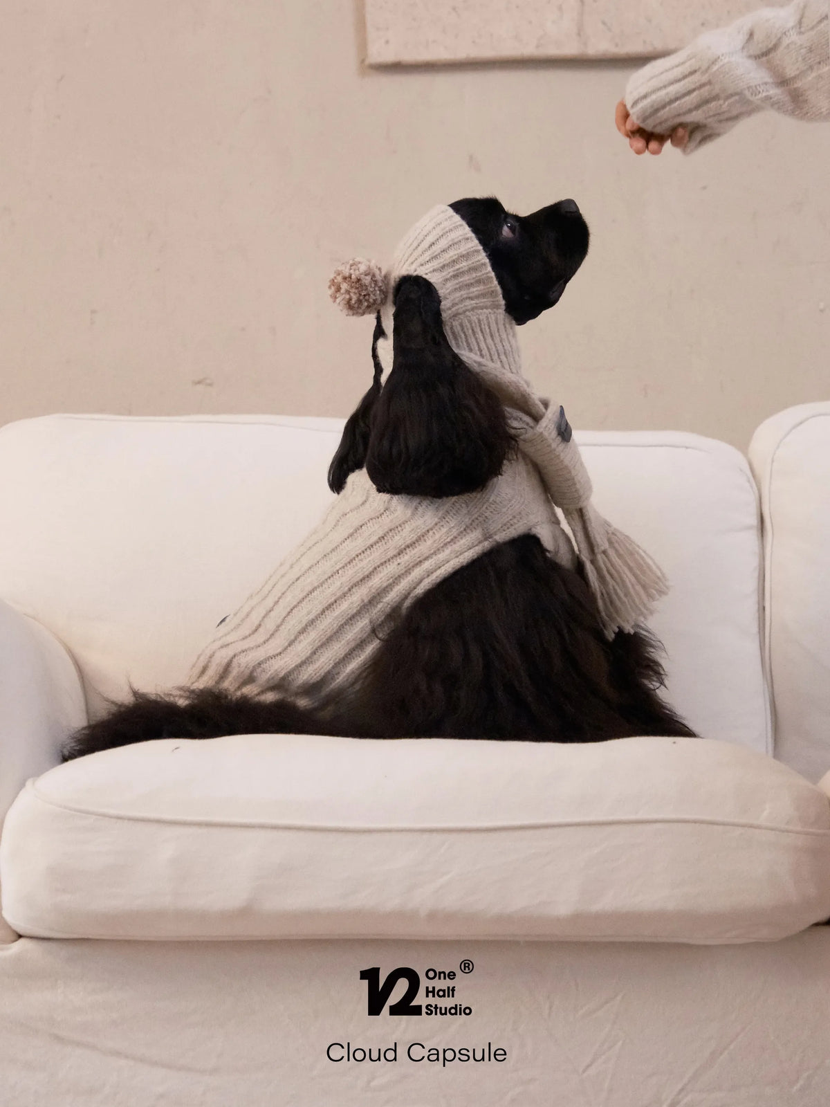 Two dogs wearing knit pom hats and scarves
