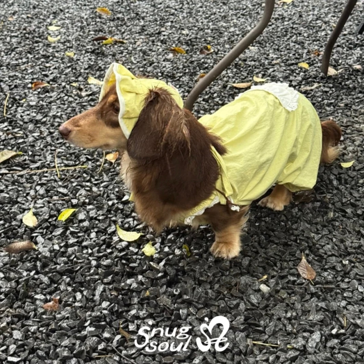 Snuggsoul Matching Lace-Trim Pet Pumpkin Pants