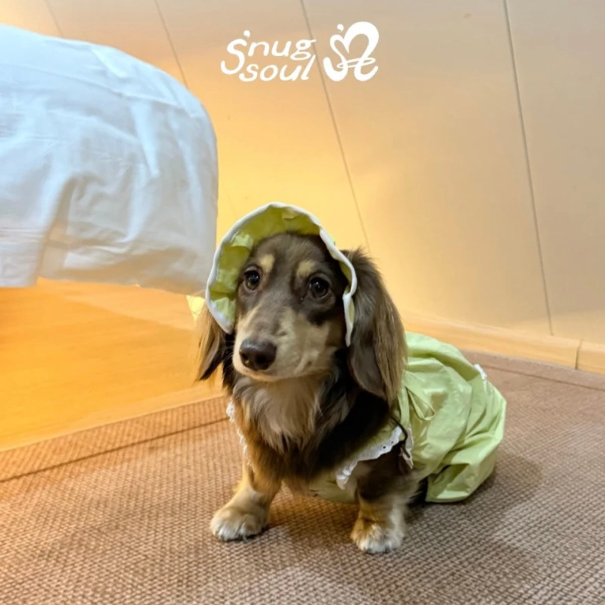 Snuggsoul Matching Lace-Trim Pet Pumpkin Pants