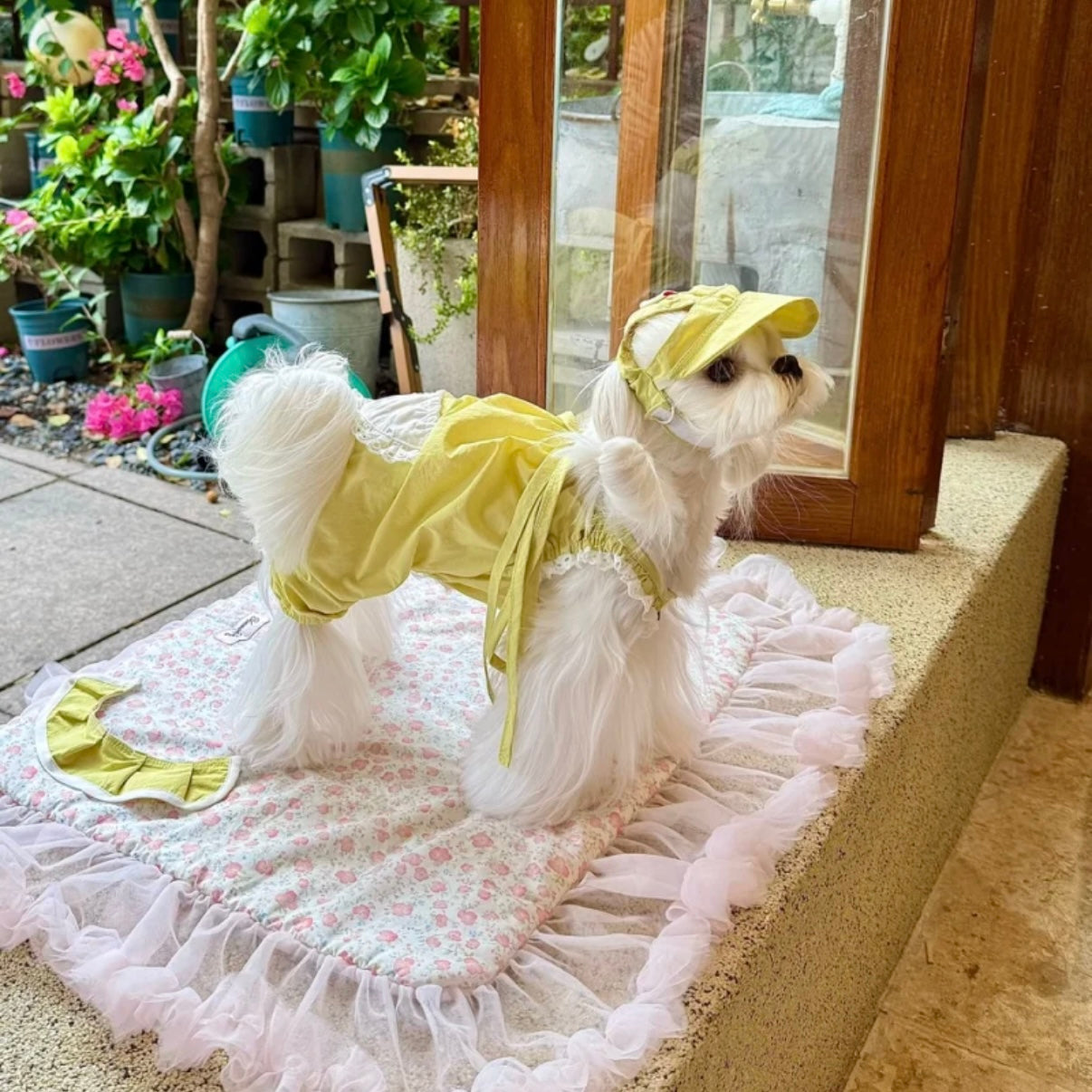 Snuggsoul Matching Lace-Trim Pet Pumpkin Pants