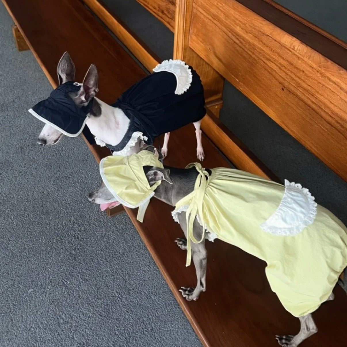 Snuggsoul Matching Lace-Trim Pet Pumpkin Pants