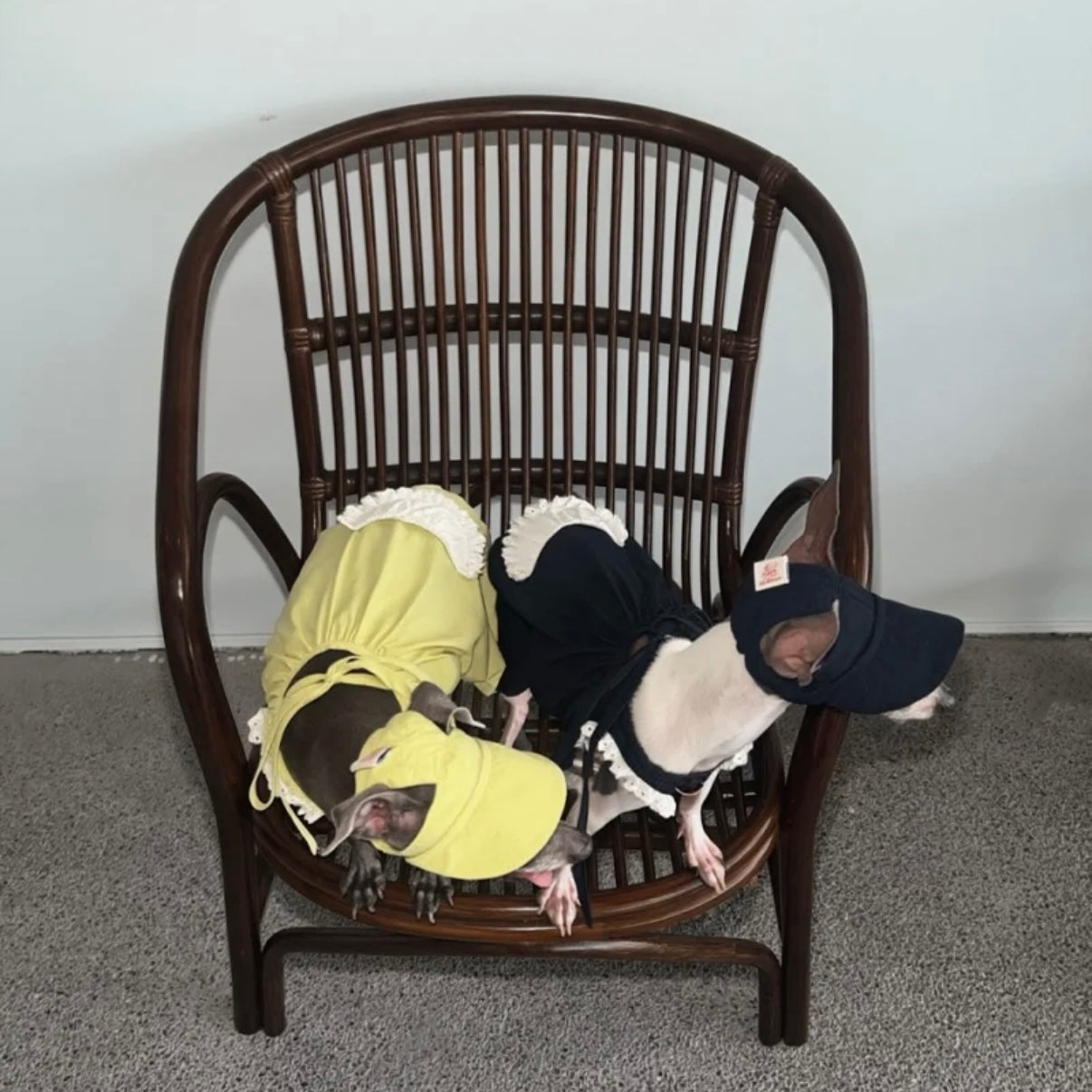 Snuggsoul Matching Lace-Trim Pet Pumpkin Pants