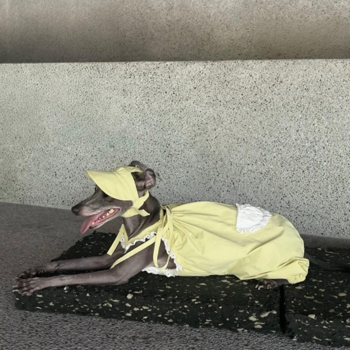 Snuggsoul Matching Lace-Trim Pet Pumpkin Pants