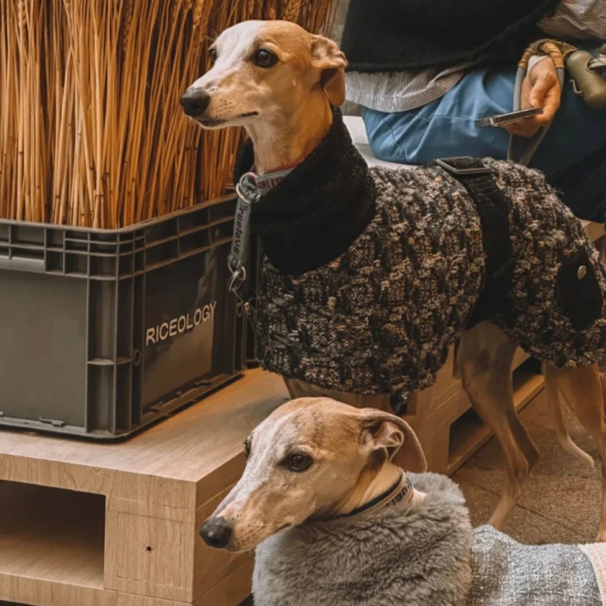 BONDIR Blurred Vision Matching Dog Coat