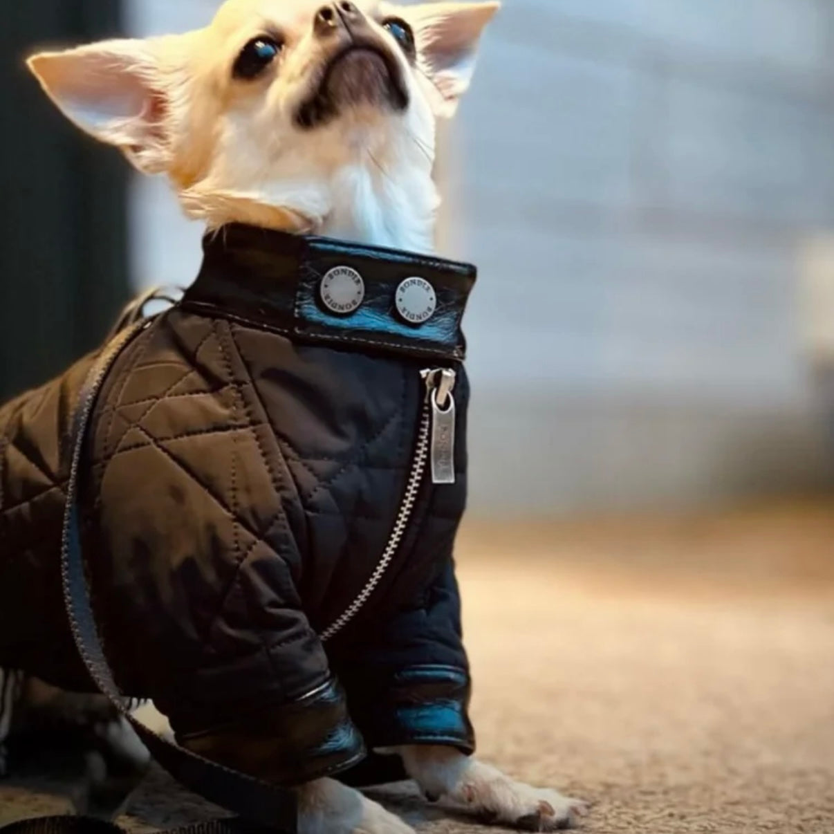 BONDIR Utility Leather-Trim Dog Jacket