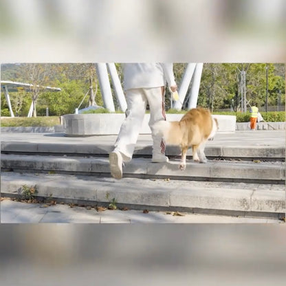 Correa retráctil automática para perros AIWO