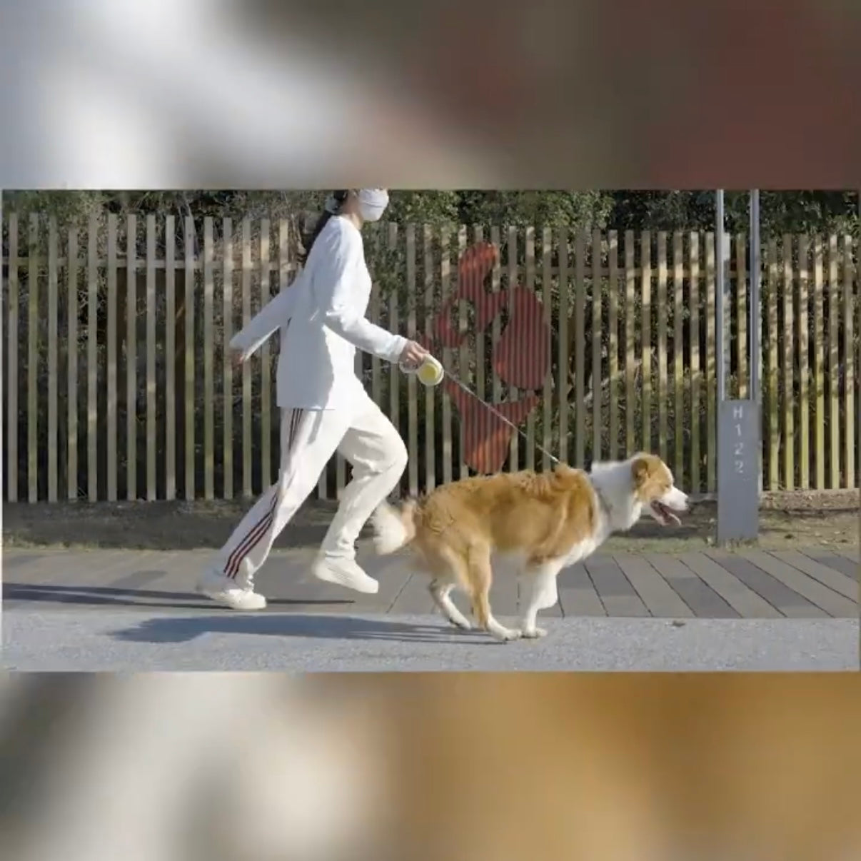 AIWO Automatic Retractable Dog Leash