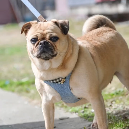 Puppytie Denim Dog Harness & Leash Set