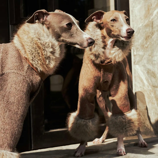 ARGOL Wool Trench Coat for Dogs