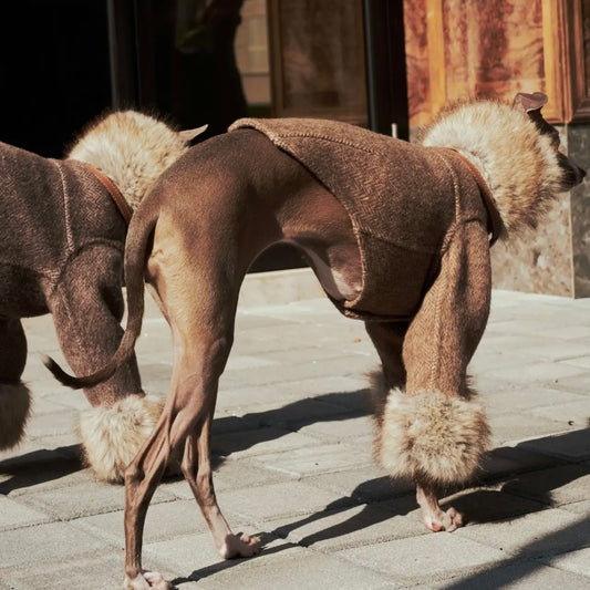 ARGOL Wool Trench Coat for Dogs