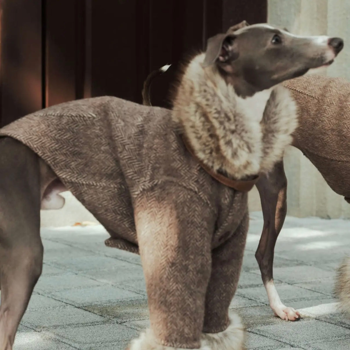 ARGOL Wool Trench Coat for Dogs