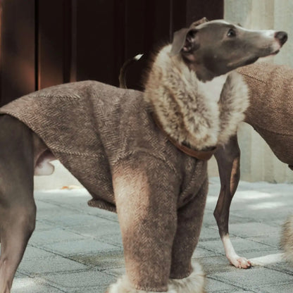 Gabardina de lana ARGOL para perros