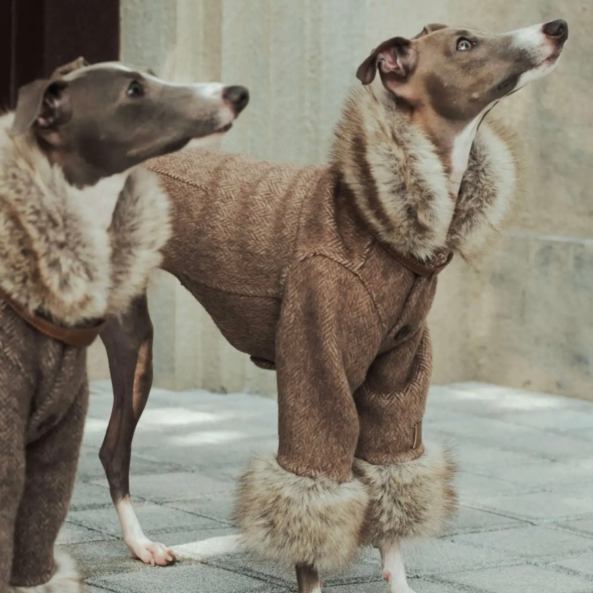 ARGOL Wool Trench Coat for Dogs