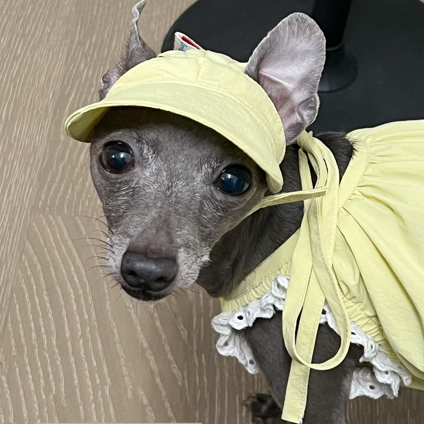 Snuggsoul Water Resistant Dog Hat