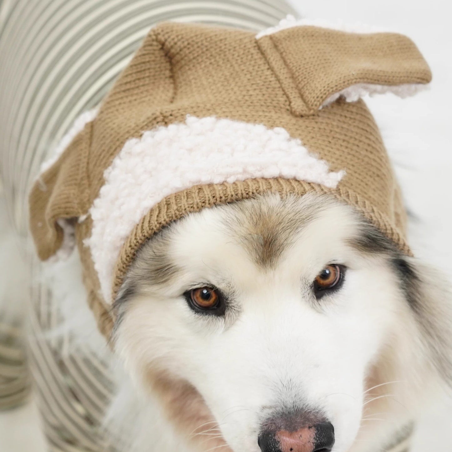 Warm Winter Dog Jumpsuit & Hat