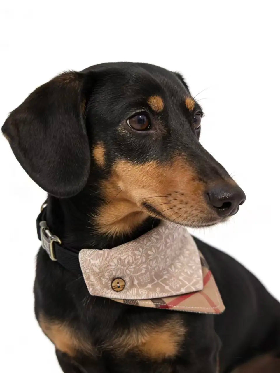 Detachable Two-in-One Dog Bandana Collar