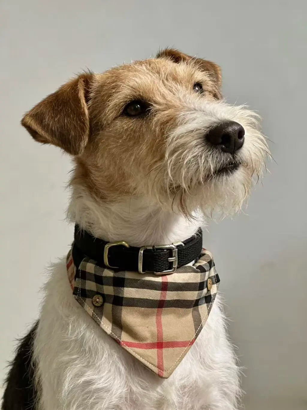 Detachable Two-in-One Dog Bandana Collar