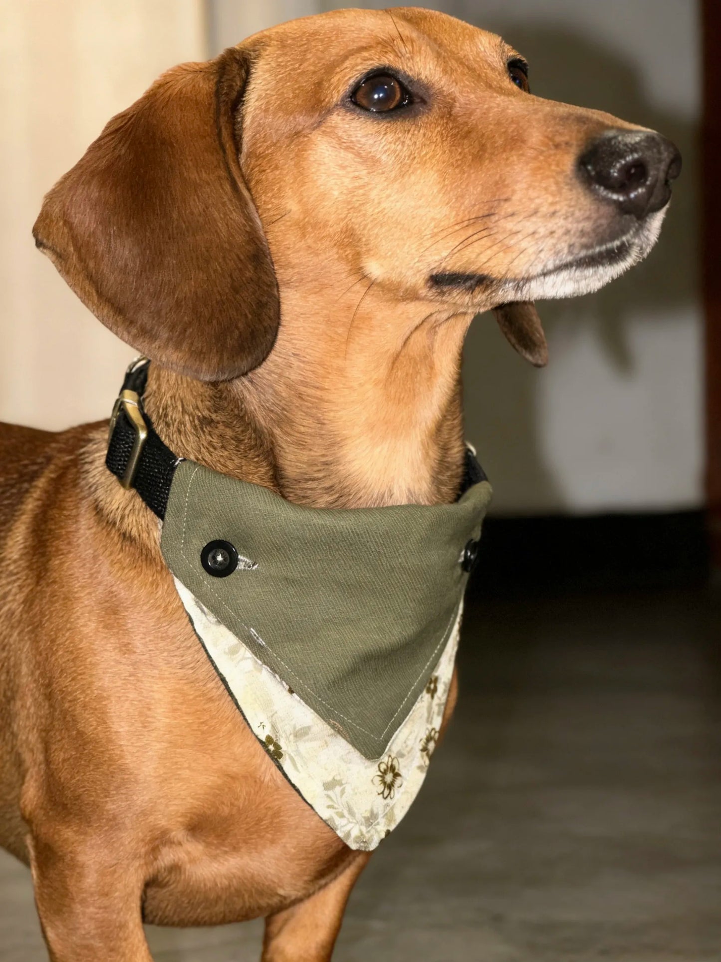 Detachable Four-Way Dog Bandana Collar