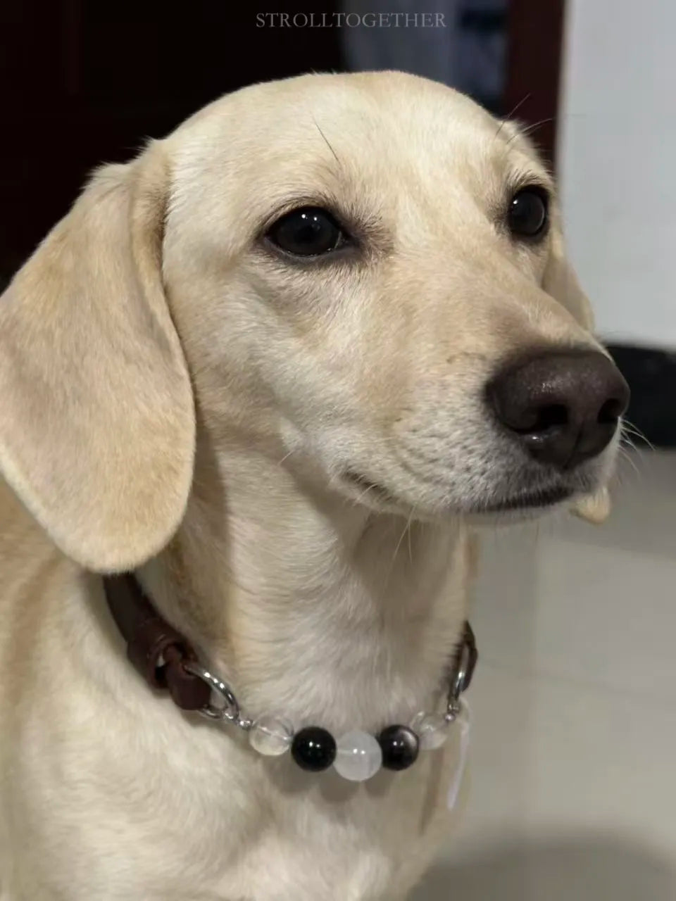 Matching Pet Crystal Collar & Owner Bracelet
